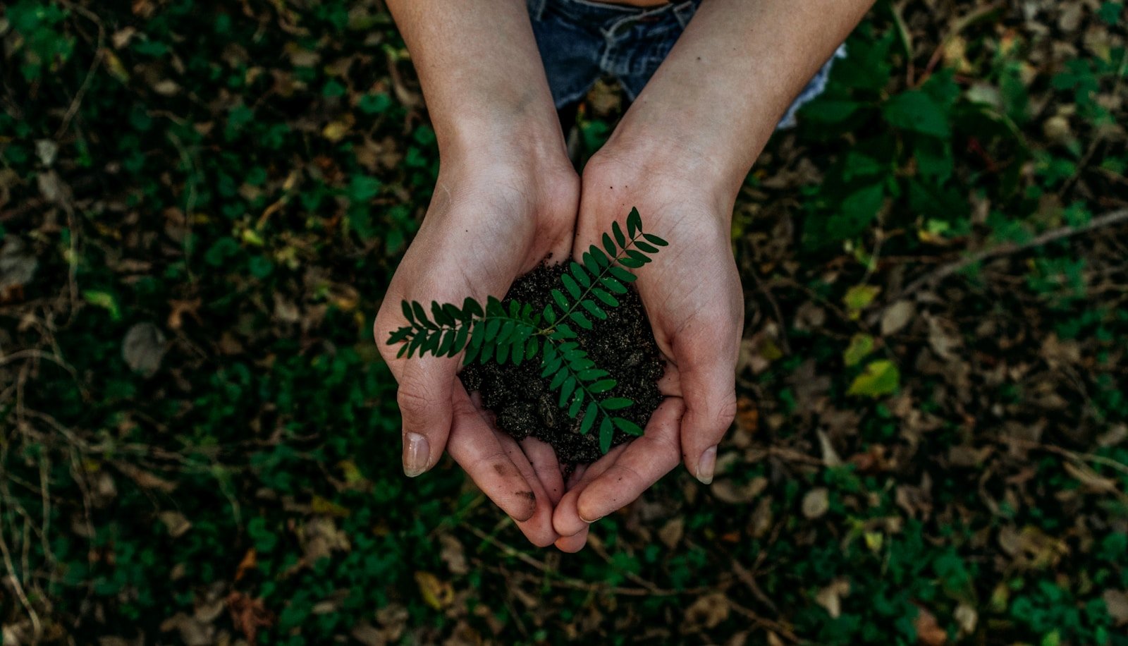 The Rise of Sustainable Investing: How to Build a Portfolio with Purpose
